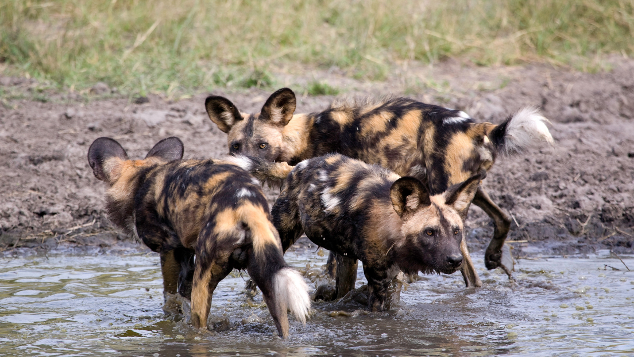 Three African wild dog brothers complete record 4,126 km trek across Zambia