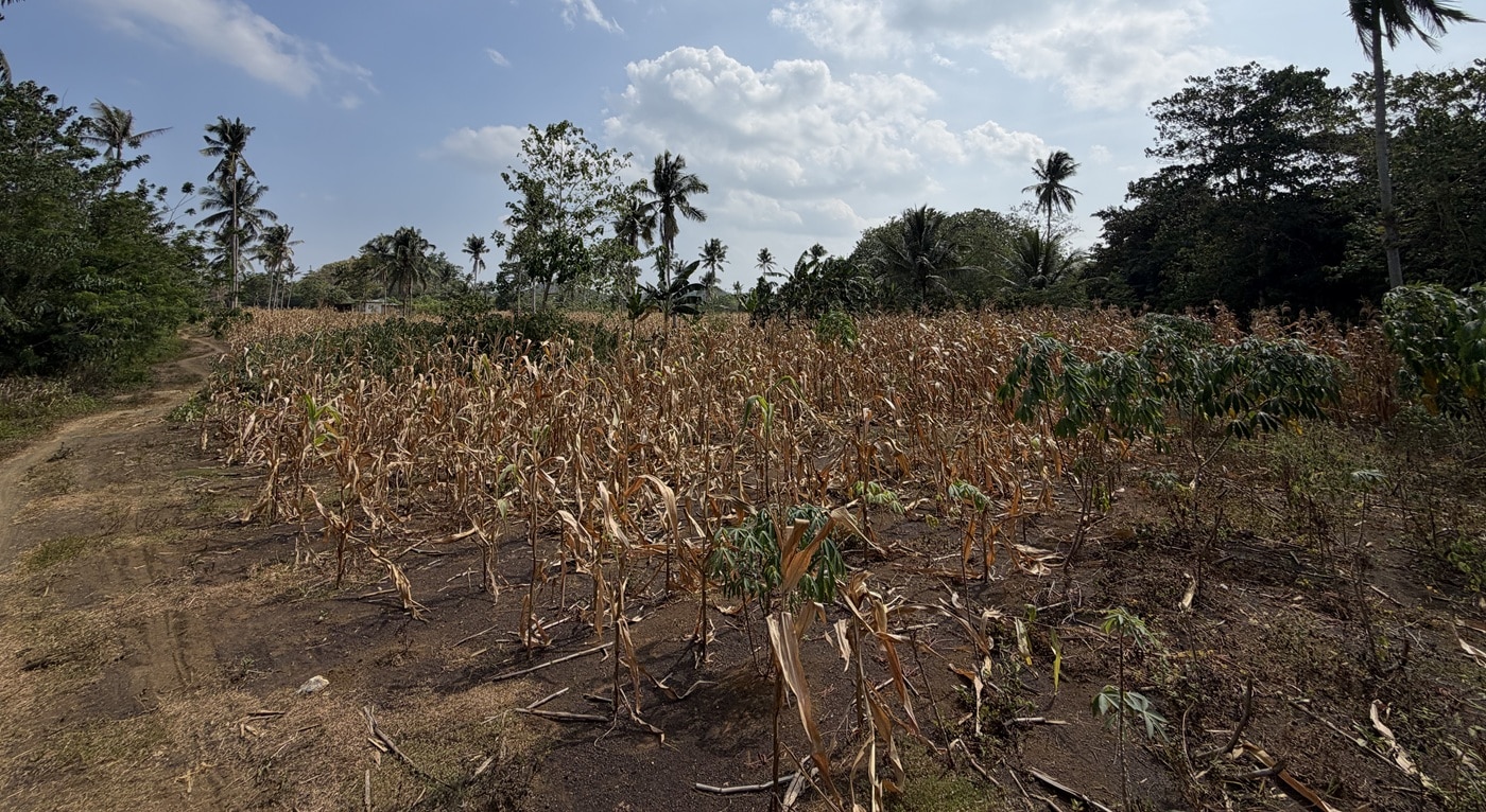 Marcos more than doubles corn import quota to 500,000 metric tons
