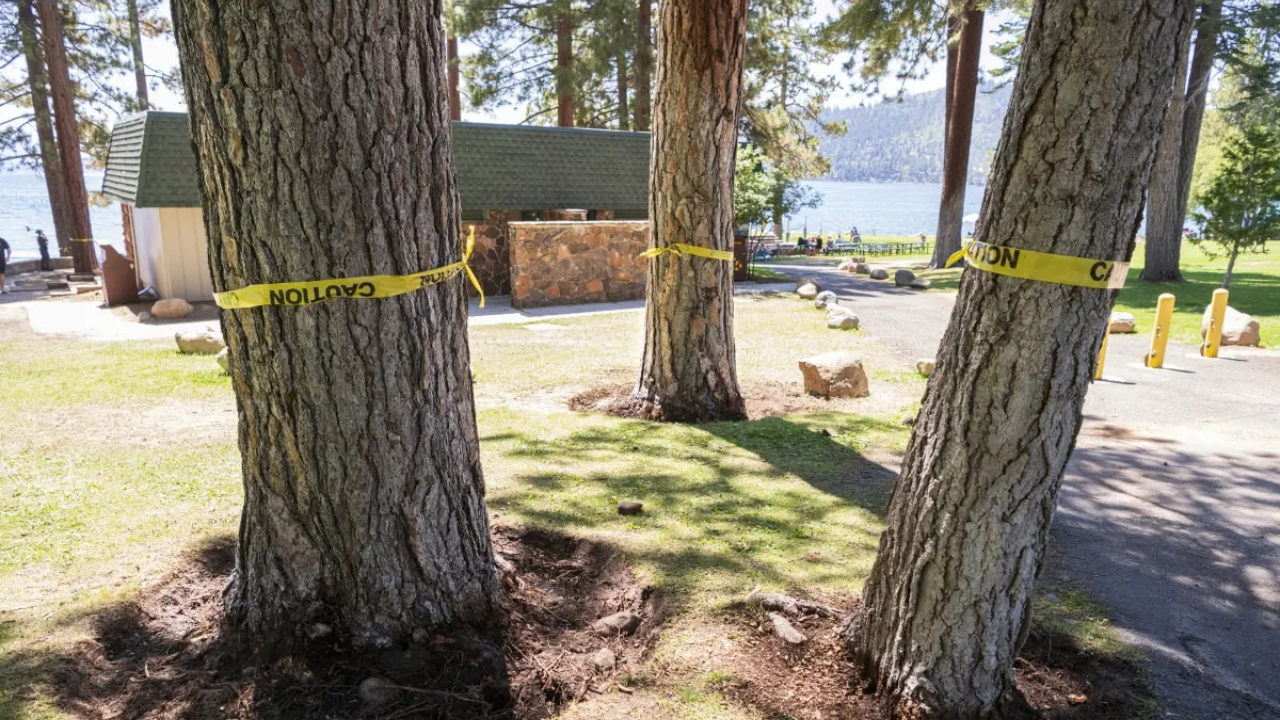 US authorities offer substantial reward to catch Lake Tahoe tree poisoner