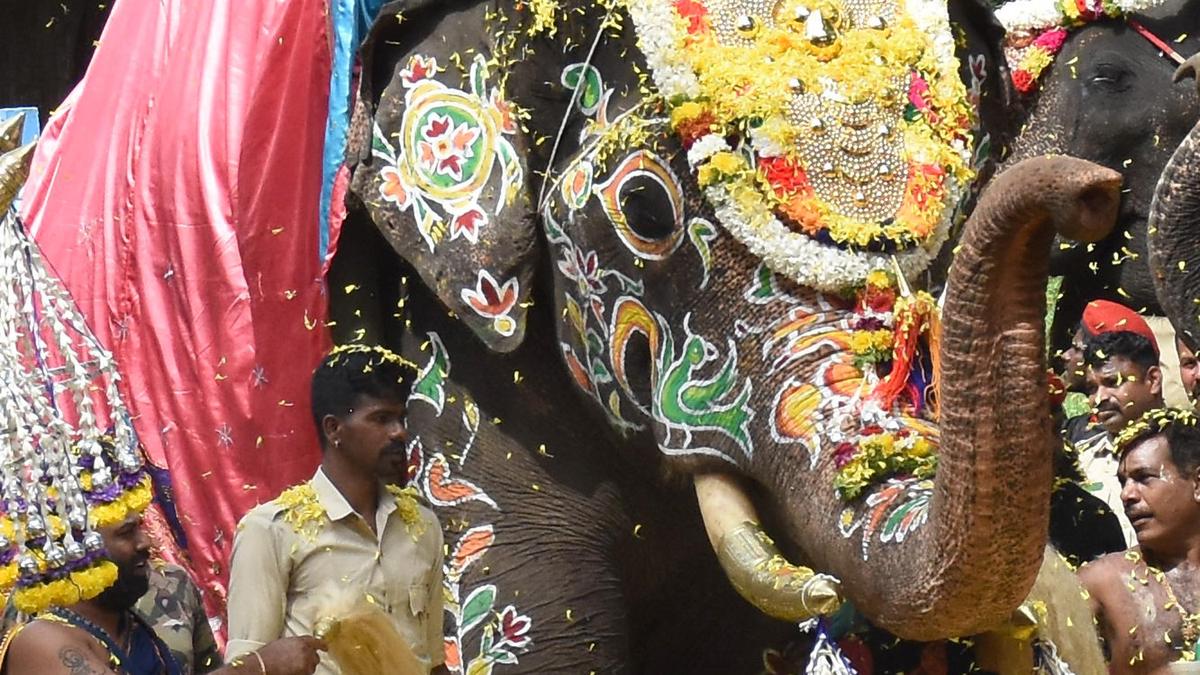 Iconic tusker Abhimanyu granted special Dasara appearance for ceremonial farewell