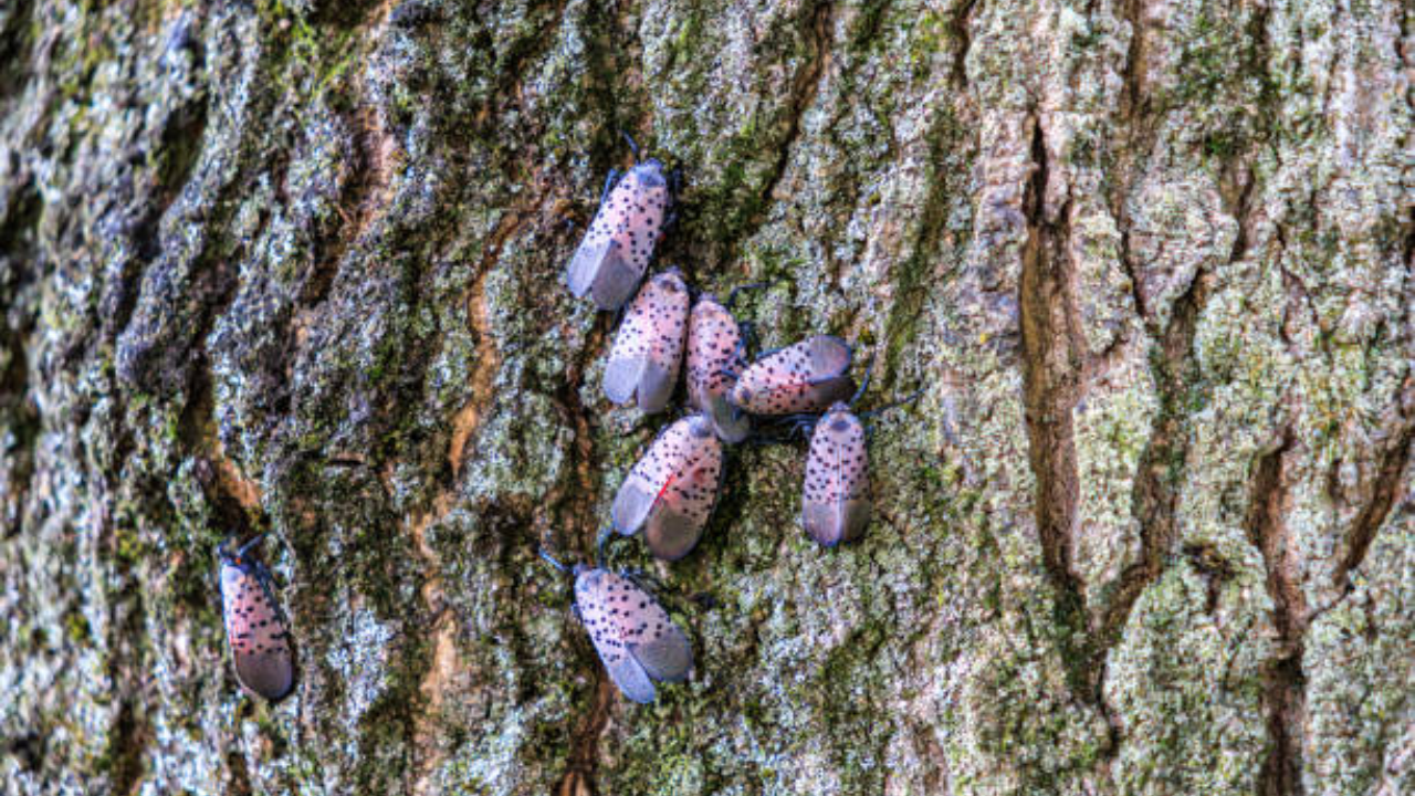 Canada detects first spotted lanternfly as pest spreads across North America