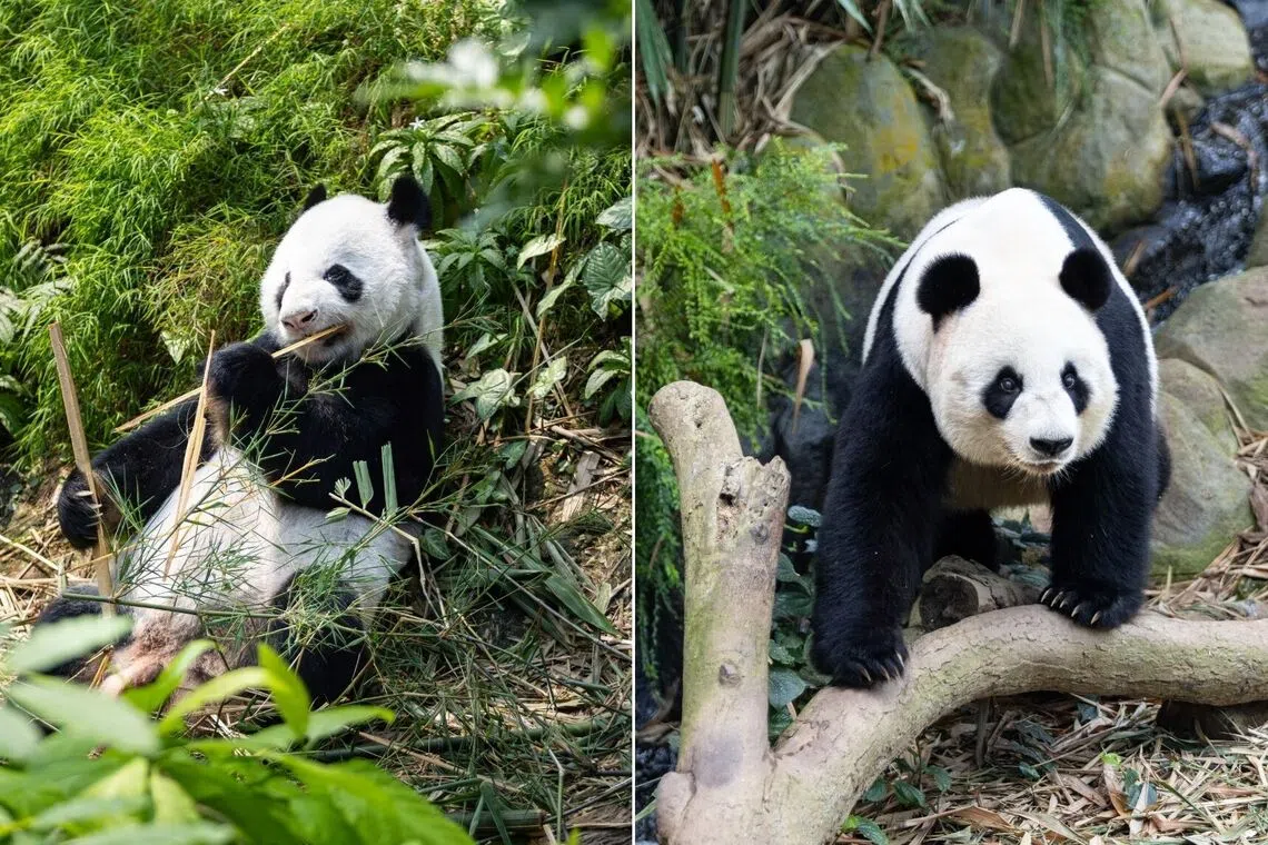 Singapore celebrates giant pandas' birthdays with immersive exhibition