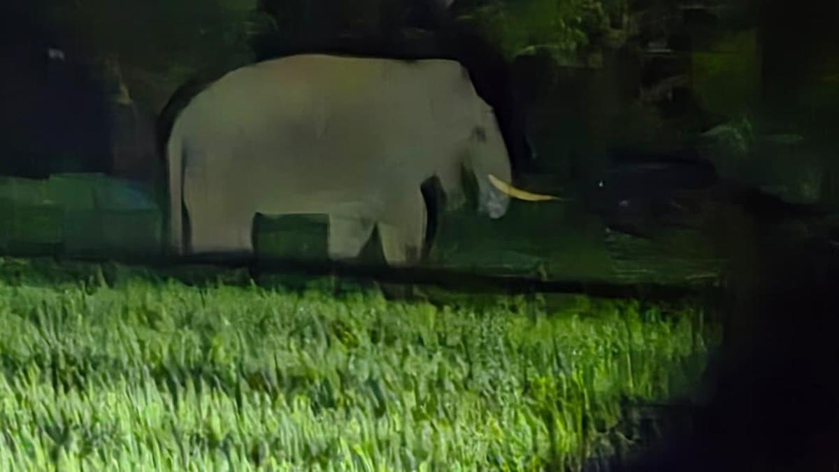Elephant herd destroys crops in Karnataka's Belagavi district