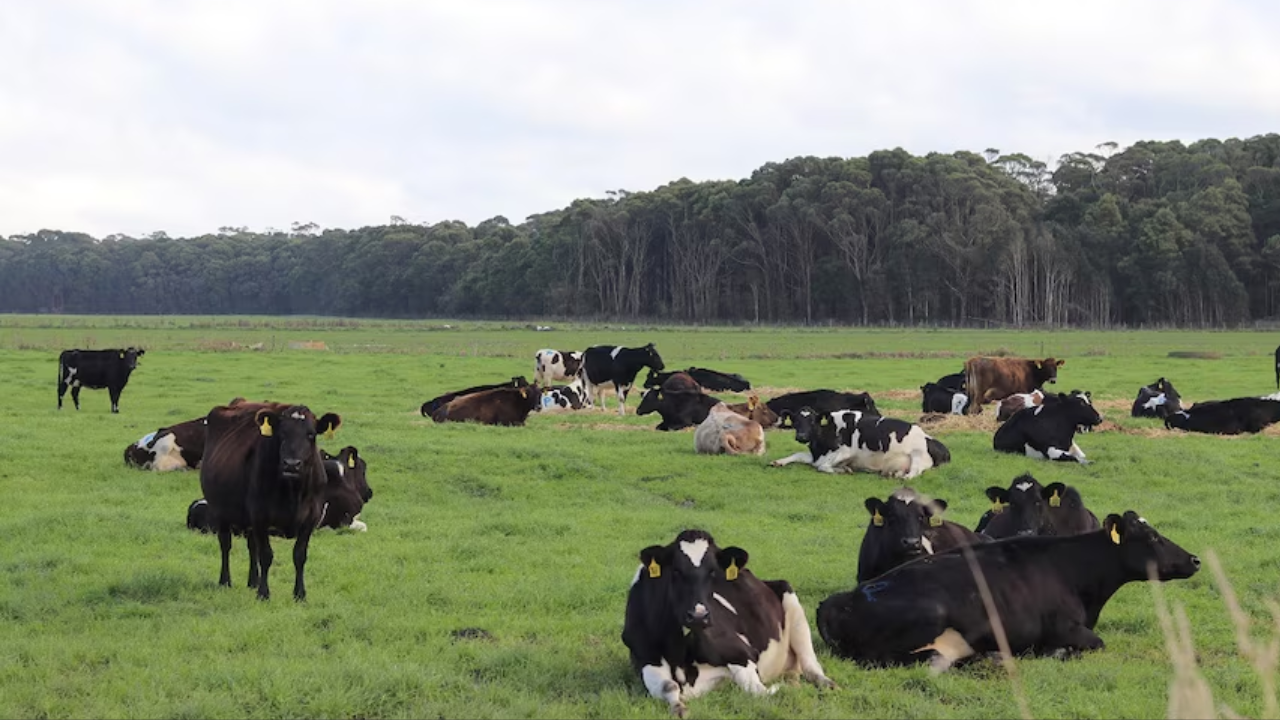 Tasmanian court overturns A$23.4m tax bill for billionaire's dairy estate