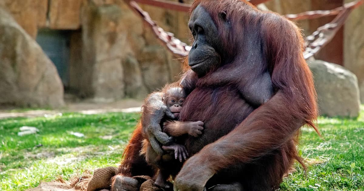 Indonesia Selamatkan 11 Orangutan Ketika Kebakaran Hutan Ancam Pusat Rehabilitasi