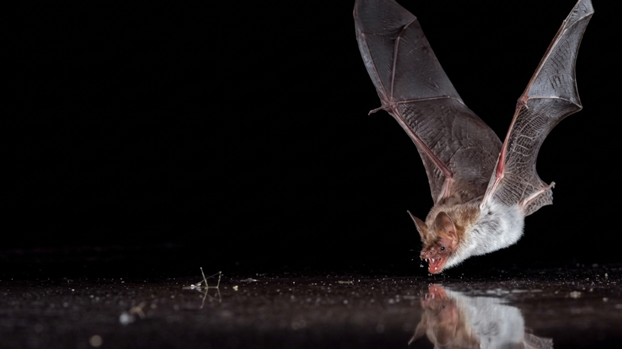 Echolocation trick: Bats fooled by plastic-covered fake water surfaces
