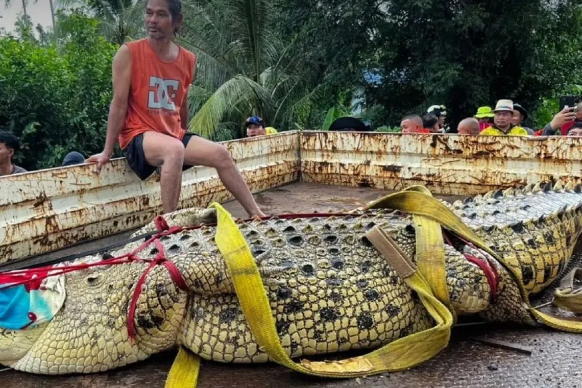Thai authorities relocate massive crocodile from flooded temple