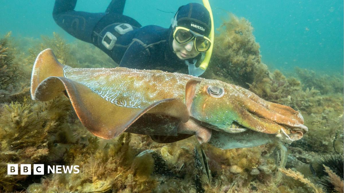 Australia's annual cuttlefish spawning event faces dramatic collapse