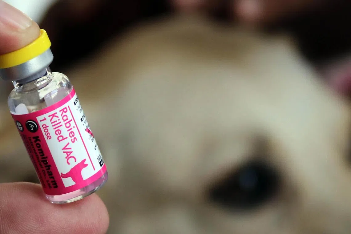 Kedah launches rabies testing after dog bites man near Thai border