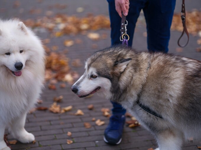 Da Lat man fined for animal cruelty incident at public square