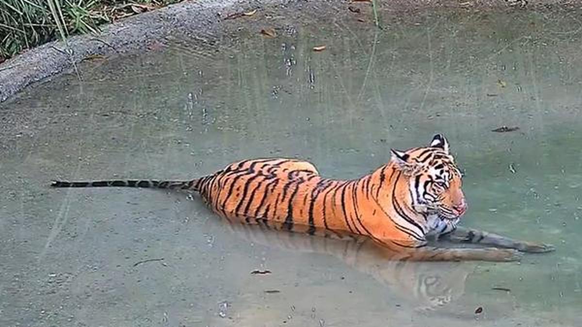 West Bengal launches mission to retrieve tigress that wandered into Assam