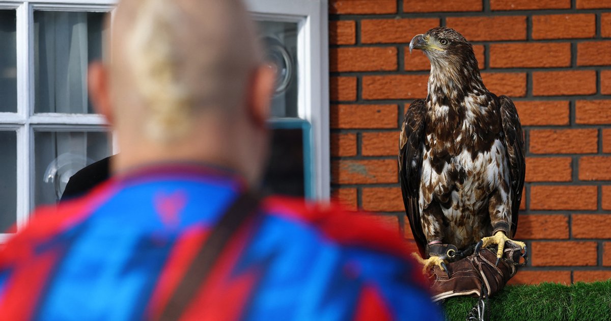 Animal rights group calls for Crystal Palace to retire eagle mascot