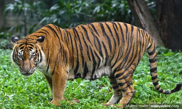 Malayan tiger to be released into wild from rescue centre