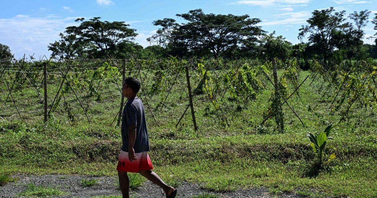 El Niño threatens to slash ASEAN crop yields by up to 10%