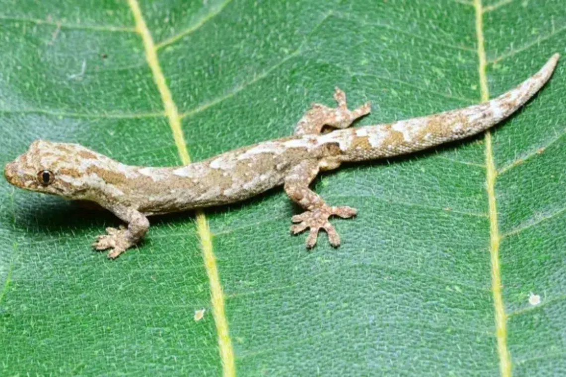 New gecko species discovered in Malaysian state of Sabah