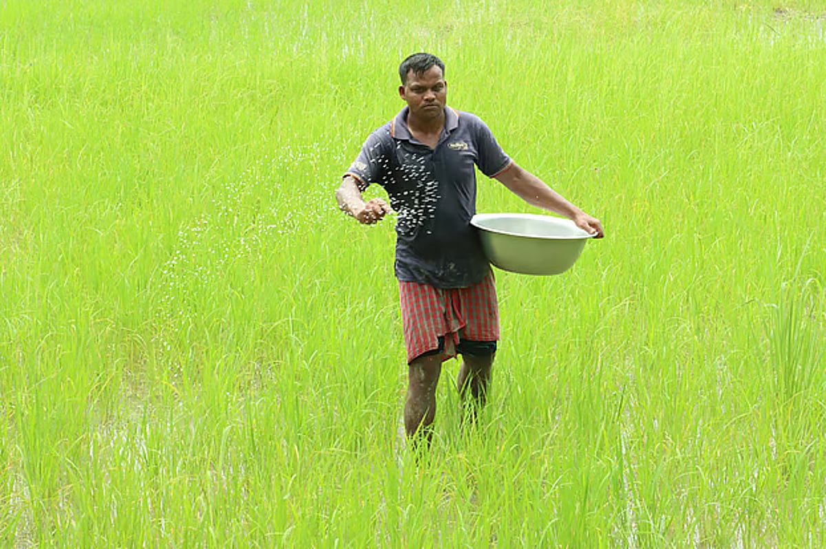 সরকারি গুদামে সার আছে, সমস্যা বিতরণে