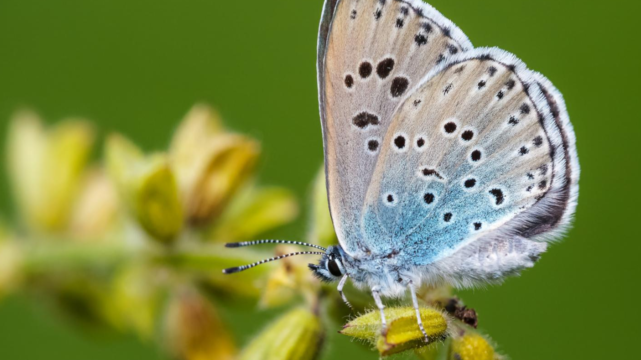 Extinct British butterfly stages dramatic recovery, population surges 1,866%
