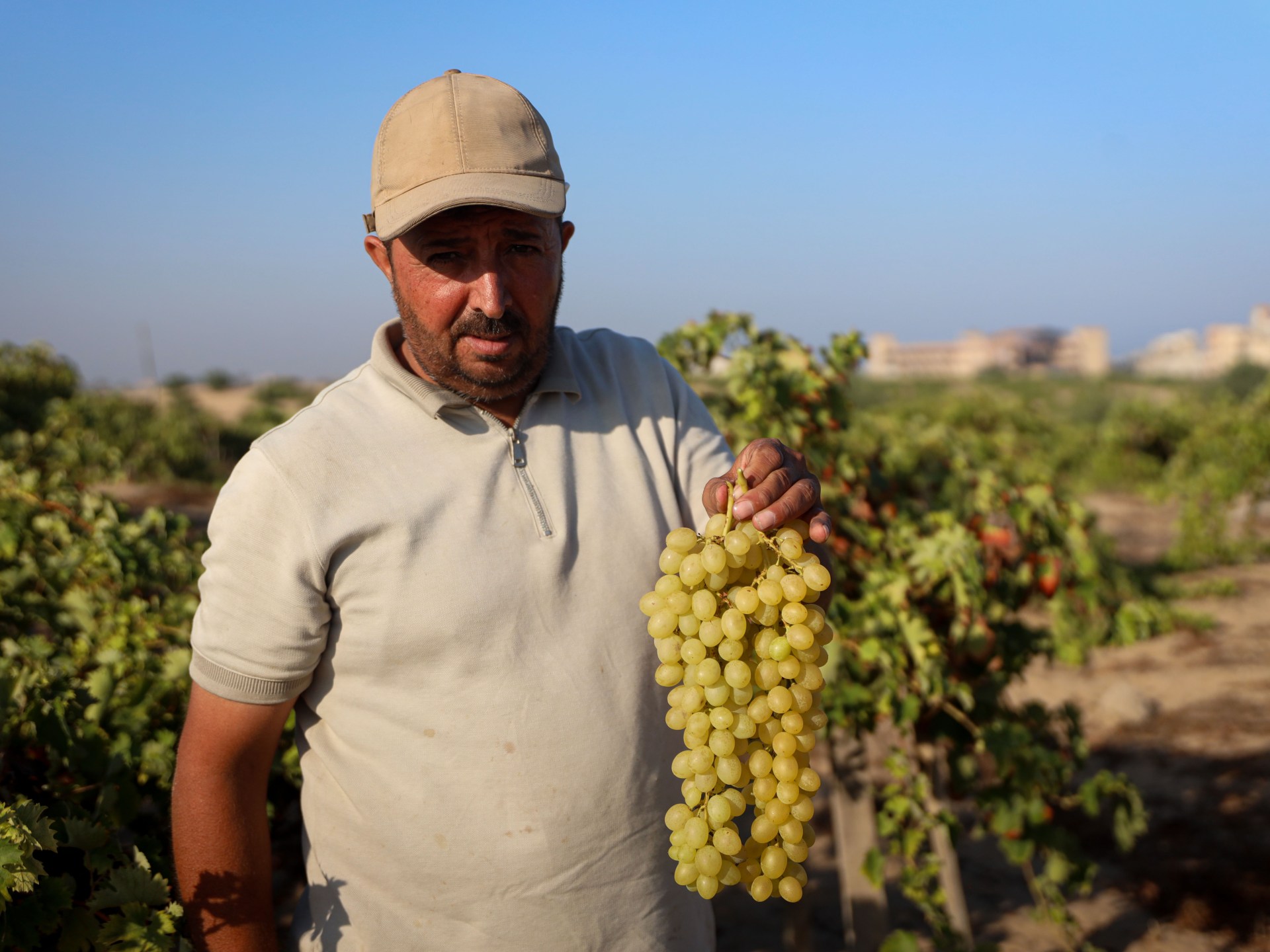 Gaza farmer reclaims vineyard after years of conflict devastation