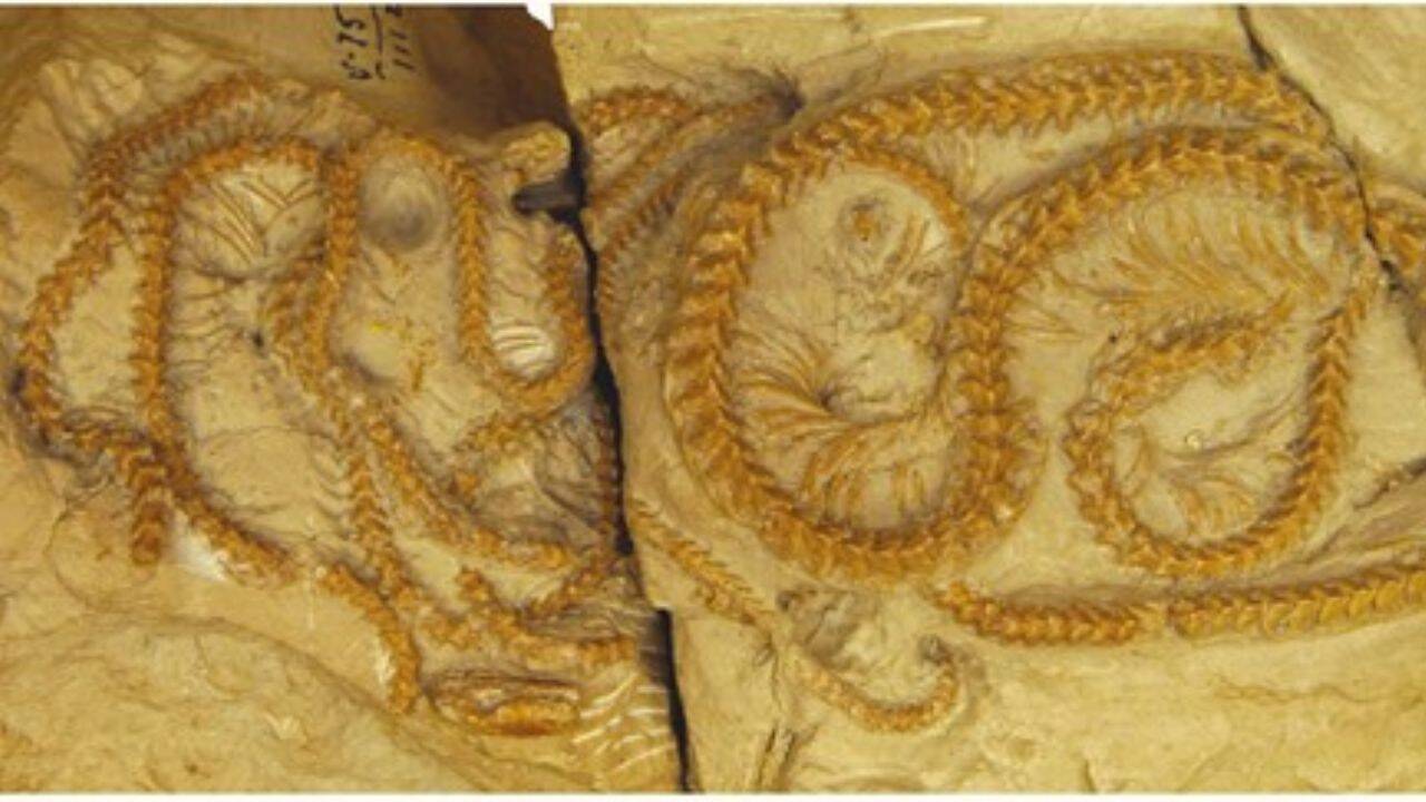 Fossil discovery reveals four ancient snakes preserved in burrow