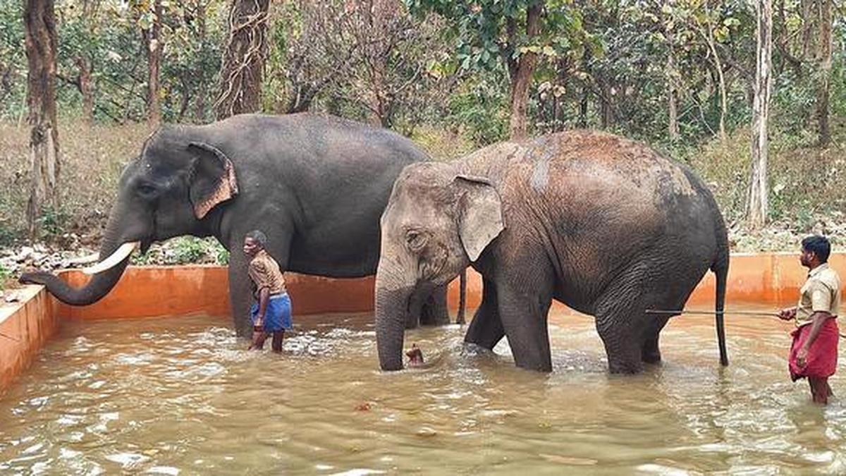 कोयंबटूर के चाडिवायल हाथी शिविर के लिए 16 अक्टूबर से खुल जाएंगे दरवाजे