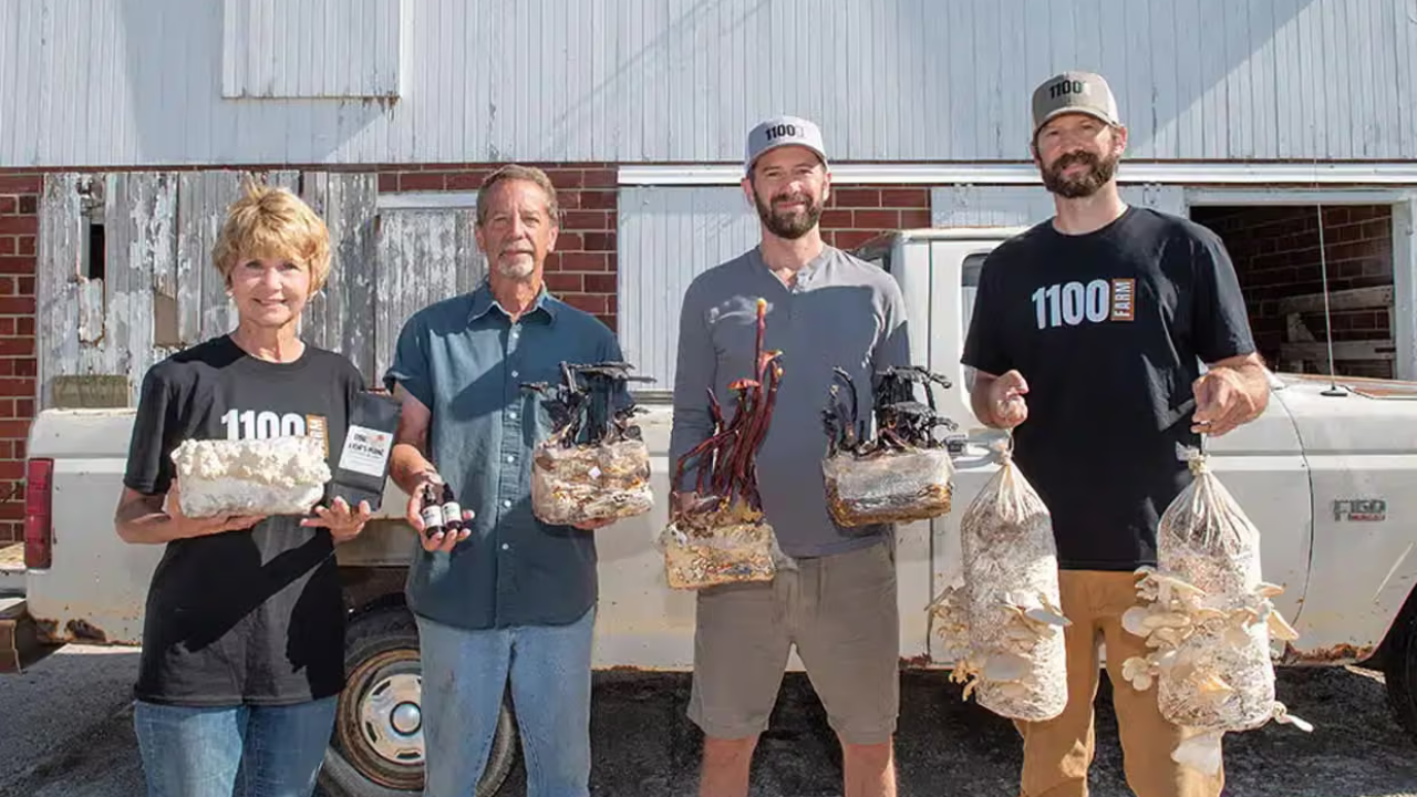 Former pig farmers pivot to mushroom cultivation in converted barns