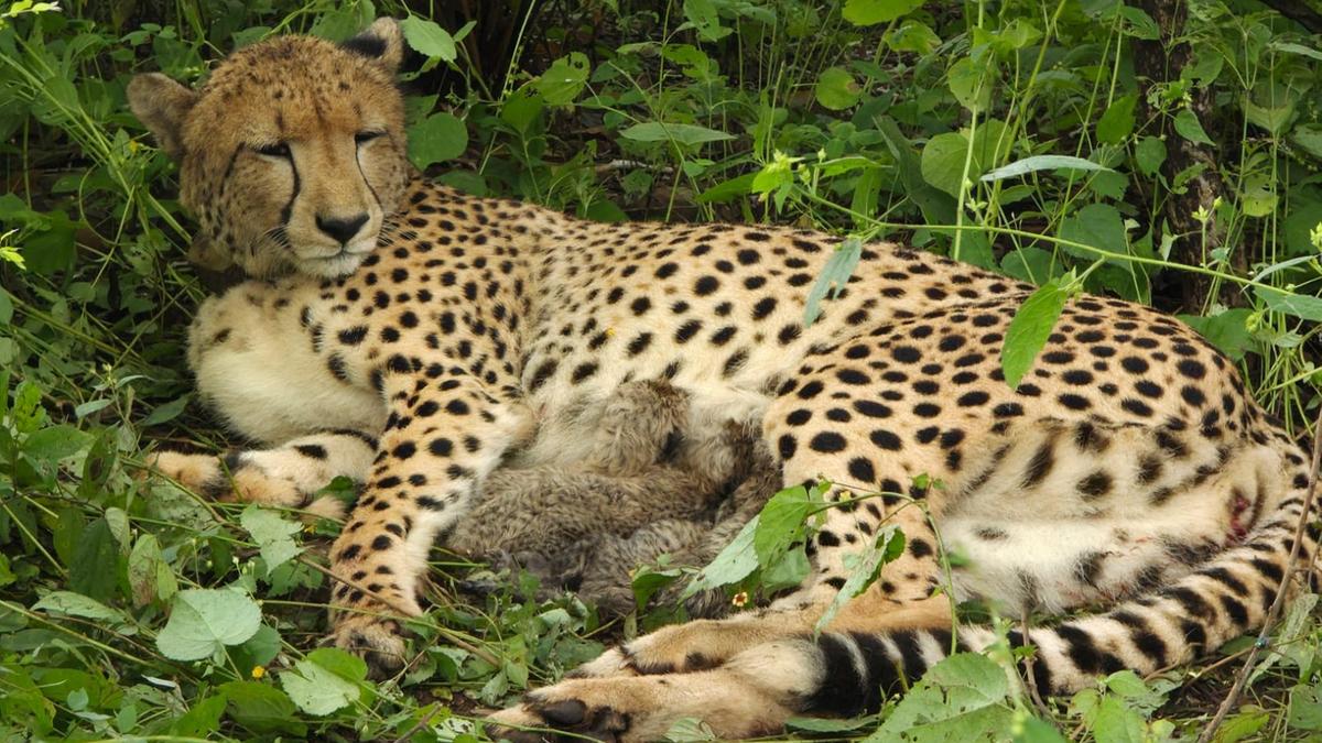 India-born cheetah delivers five cubs at Kuno National Park