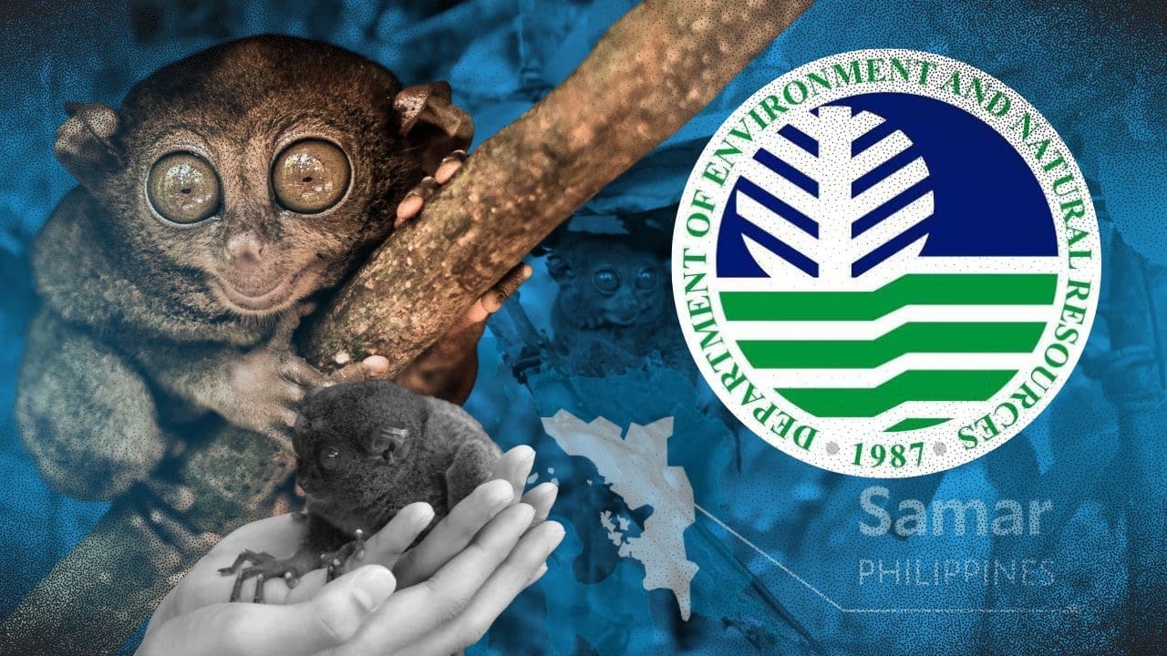 DENR launches probe into mysterious tarsier deaths in Samar