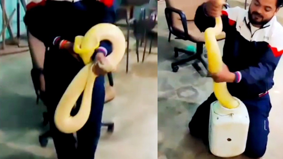 Rare albino python discovered during religious procession in Madhya Pradesh