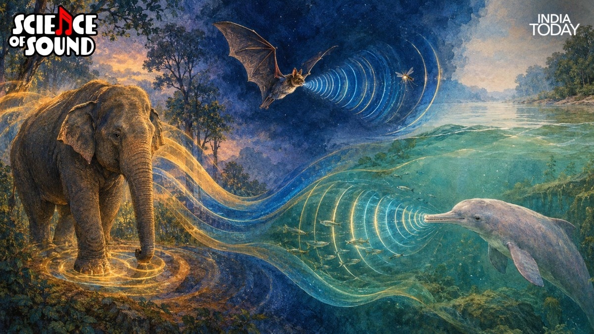 How elephants, bats and dolphins hear what humans cannot