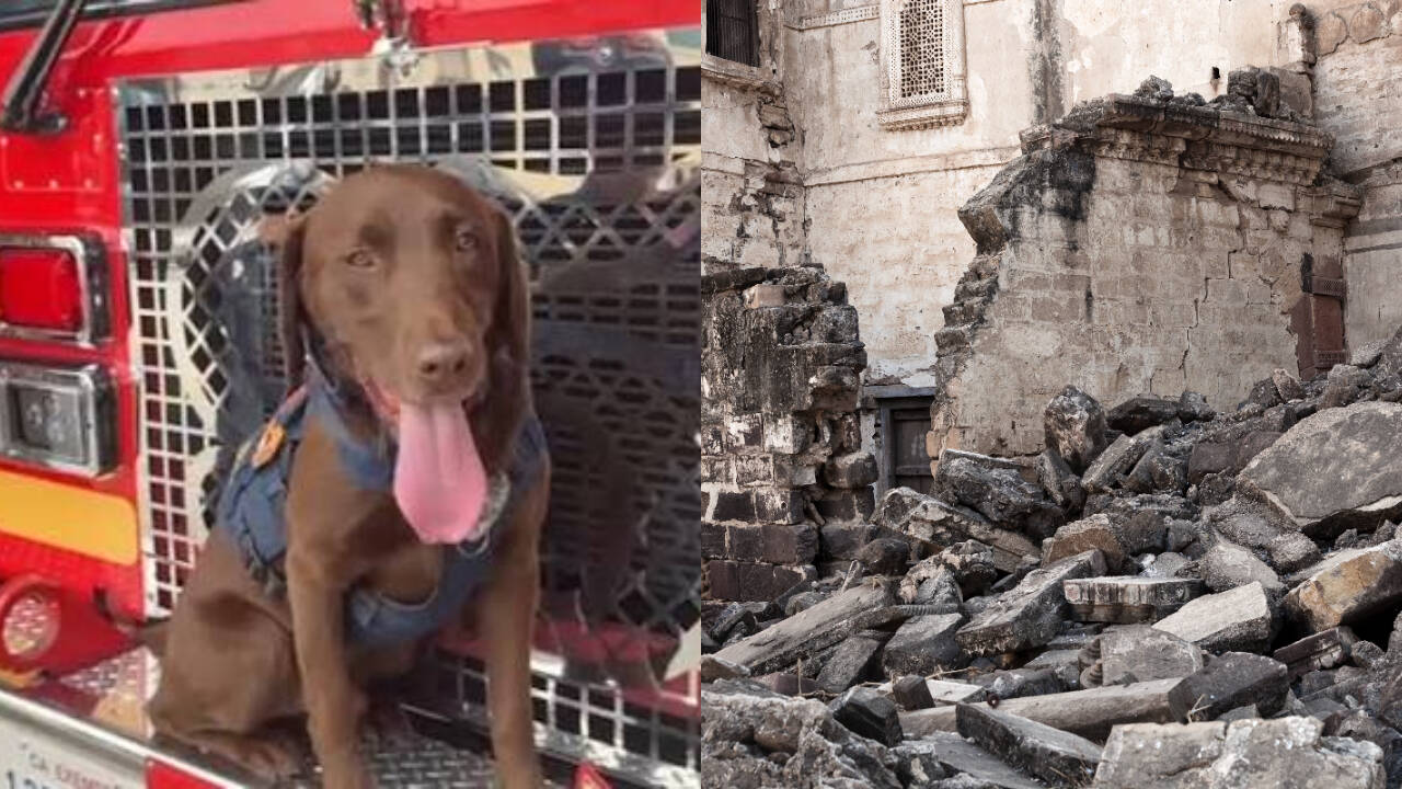 Rescue Dog Joey Nominated for Bravery Award After Saving Three Lives