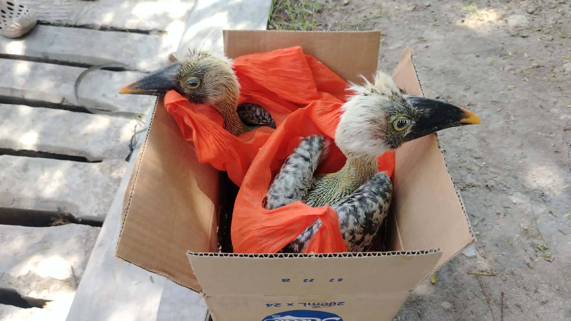 Philippines seizes 339 illegally trafficked wildlife specimens in eight months