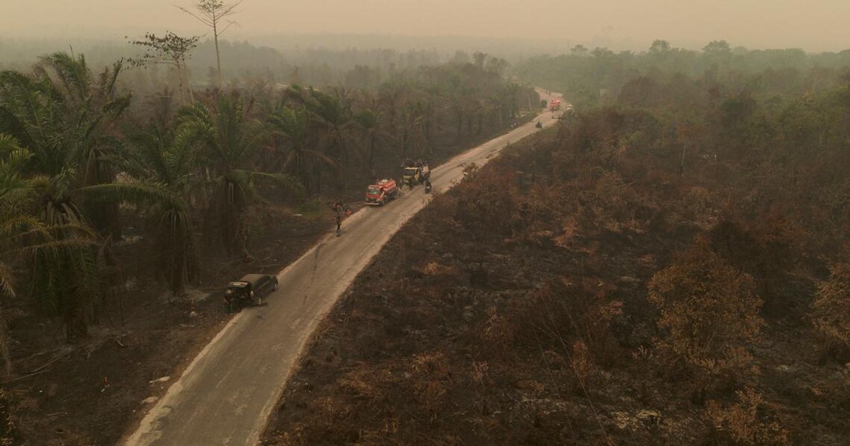 Indonesia's haze crisis threatens pollination, risks palm oil supplies