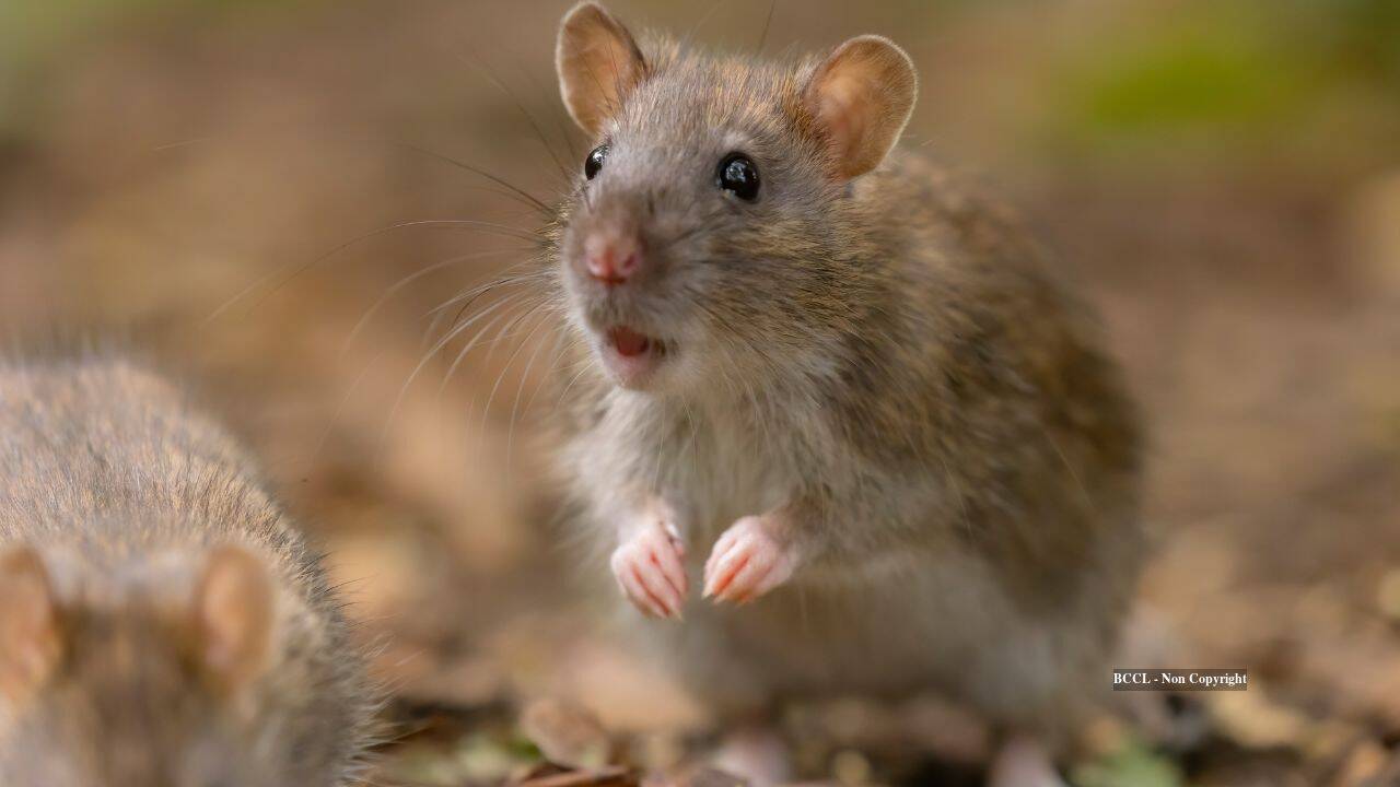 Island Ecosystem Rebounds After Invasive Mice Eradication Program