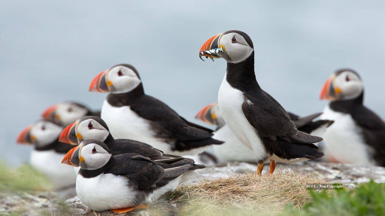 Island's rodent control effort pays dividends as puffin populations surge
