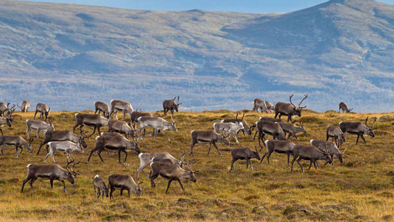 Remote island reindeer herd's collapse offers ecological warning
