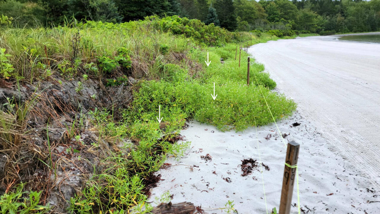 Maine town deploys recycled Christmas trees to combat coastal erosion