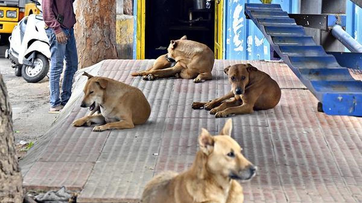 भारत में आवारा कुत्तों की बढ़ती आबादी के पीछे कचरे और जानबूझकर खिलाने का हाथ