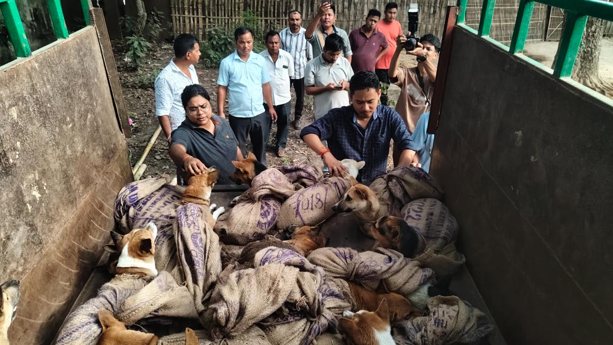 26 dogs rescued from suspected meat trade operation in Assam