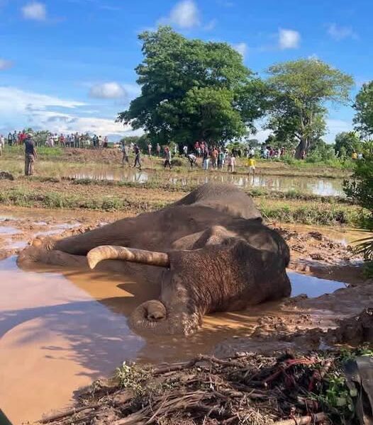 Sri Lanka's tallest living tusker Kavantissa dies during treatment