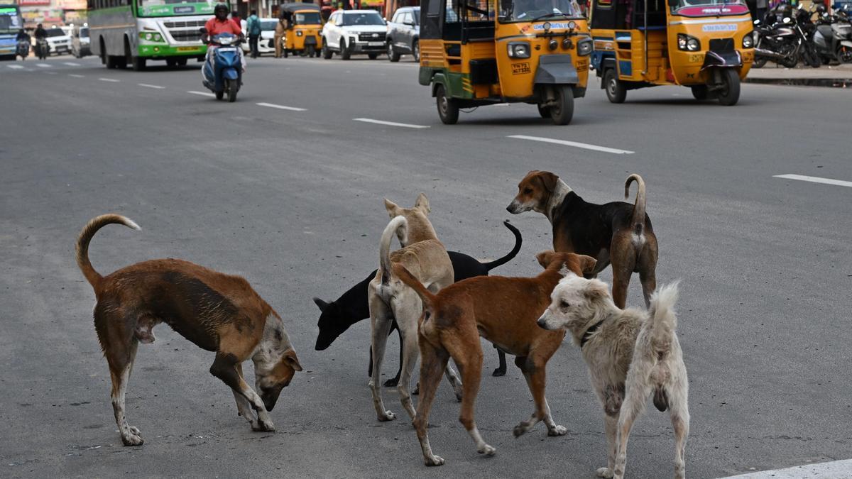 Kerala Government Establishes Protocol for Humane Euthanasia of Rabid Stray Dogs