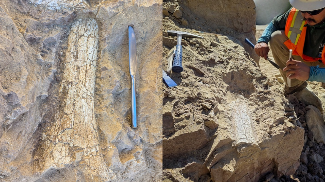 Ancient 45-million-year-old mammal fossils discovered in California