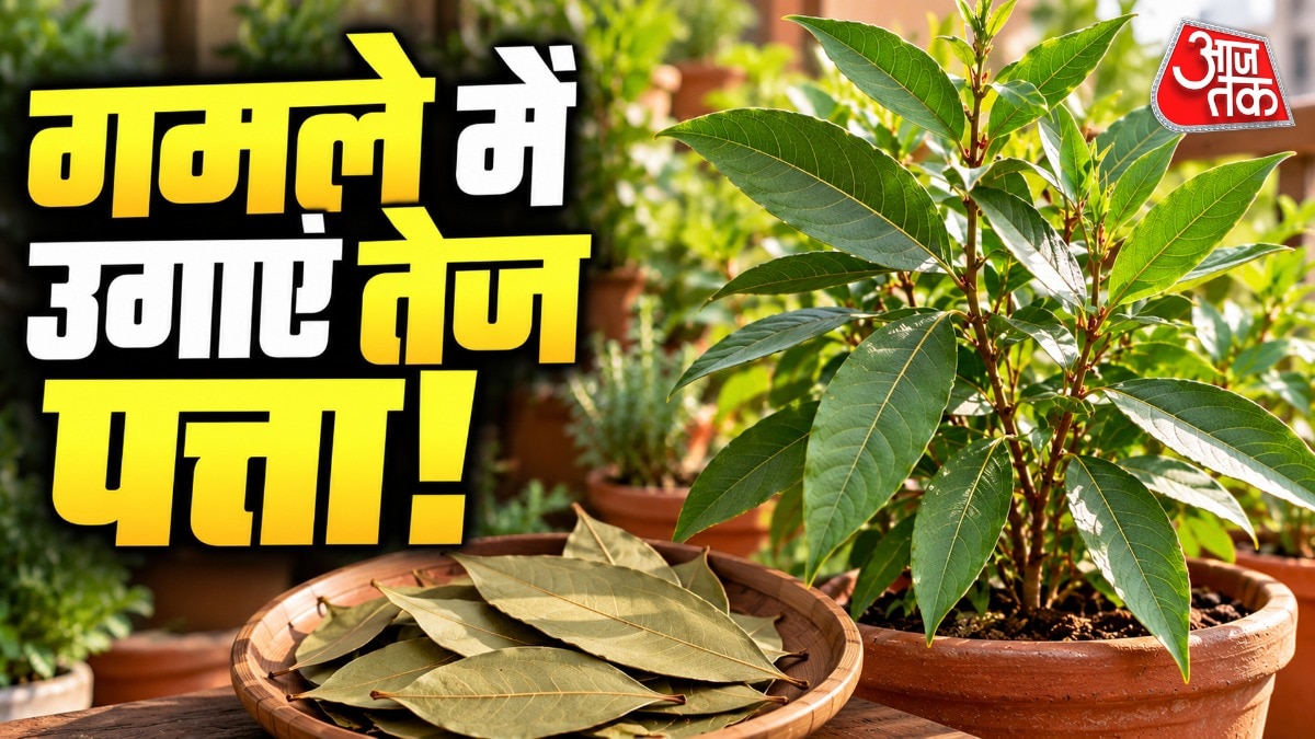 Growing Bay Leaves at Home: A Simple Guide for Indian Kitchens