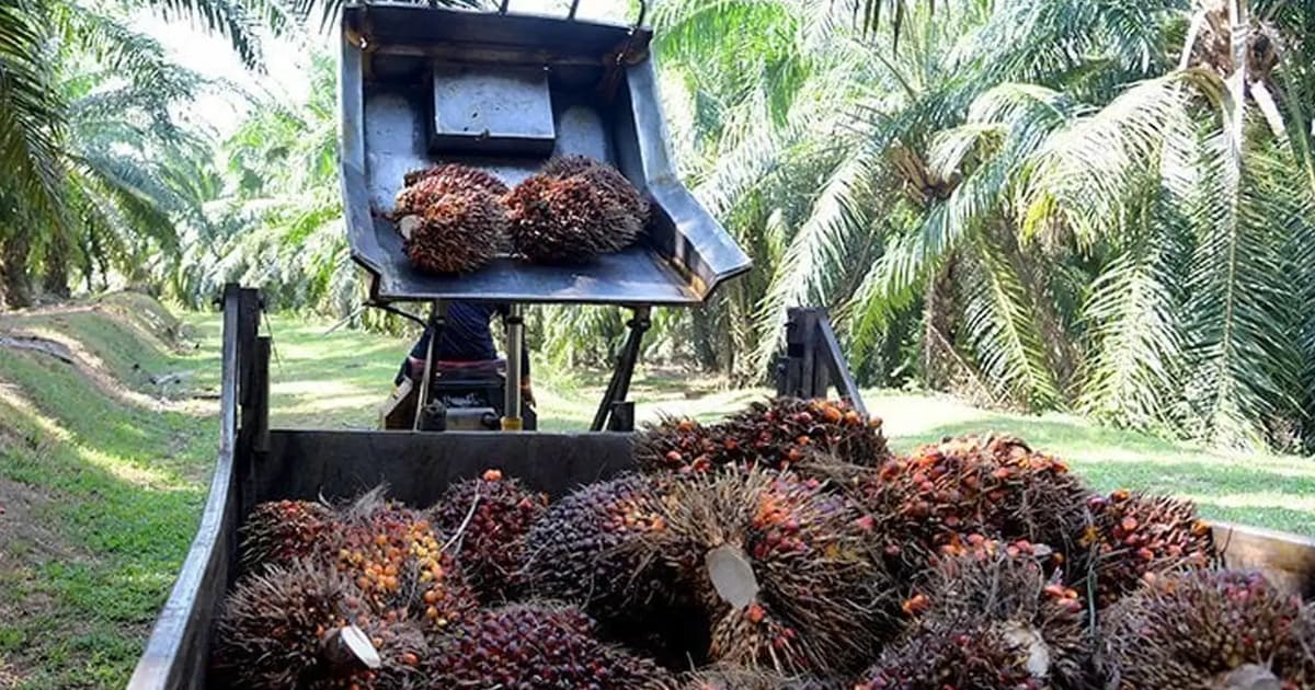 Eksport minyak sawit Malaysia merosot pada Ogos akibat permintaan India lemah