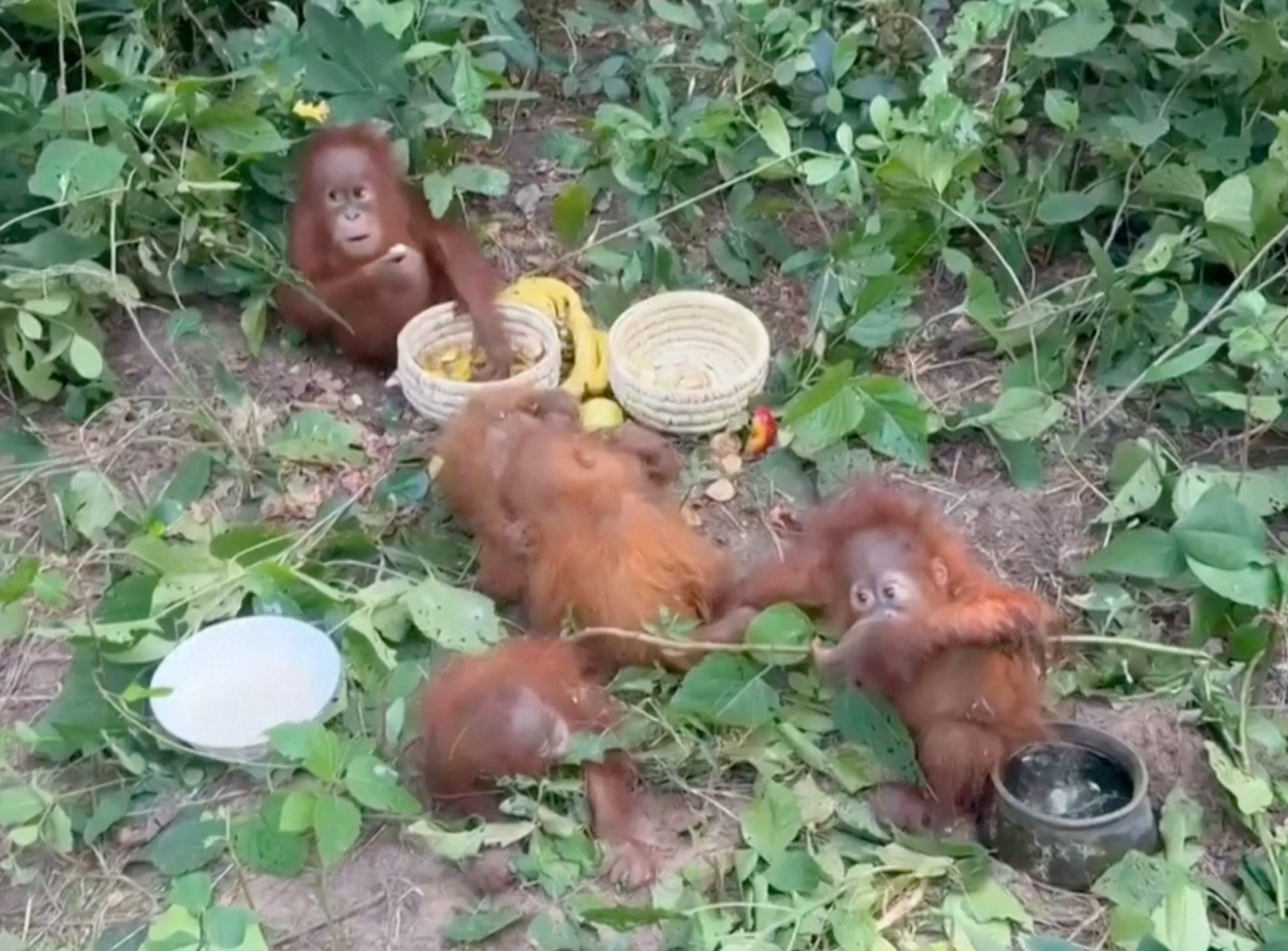 Indian authorities rescue abandoned baby orangutans from forest