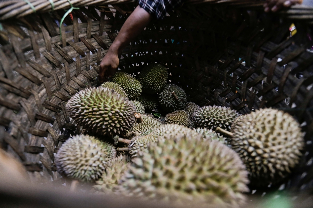 Malaysia accelerates durian exports to China via land and rail routes