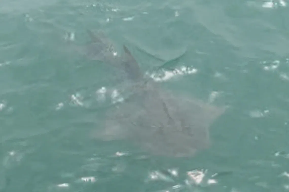 Rare bowmouth guitarfish spotted in Singapore waters after three decades