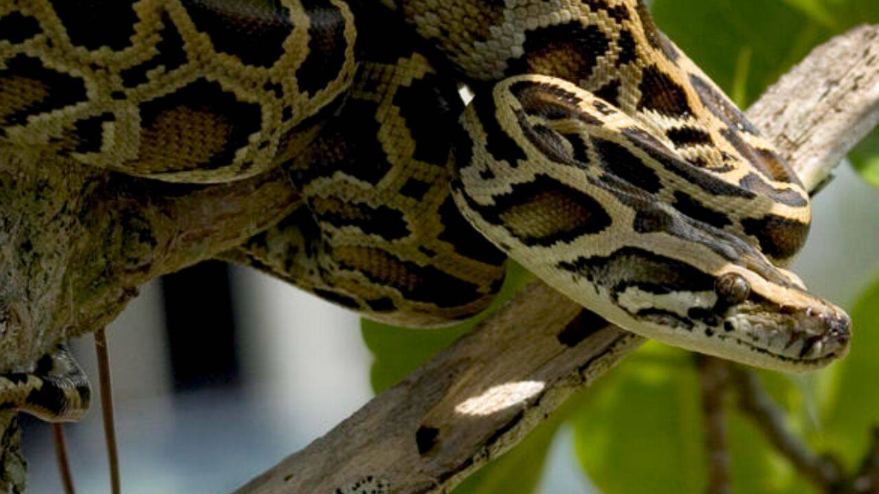 US researchers deploy drones to track invasive Burmese pythons in Florida wetlands