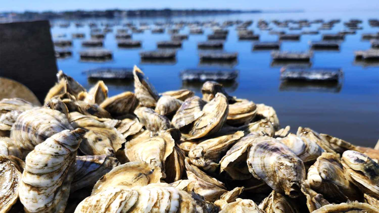 Australian oyster farm loses 400,000 shellfish to waterborne thieves