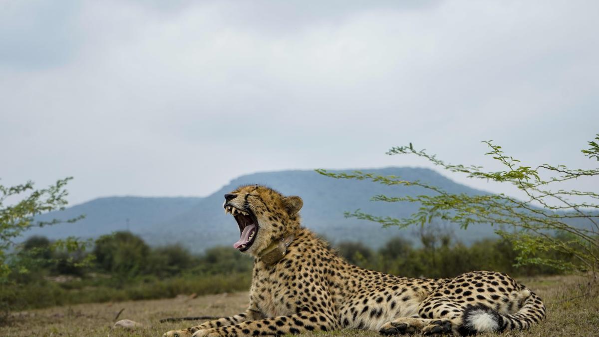 India's cheetah restoration programme marks fourth year with 52 big cats