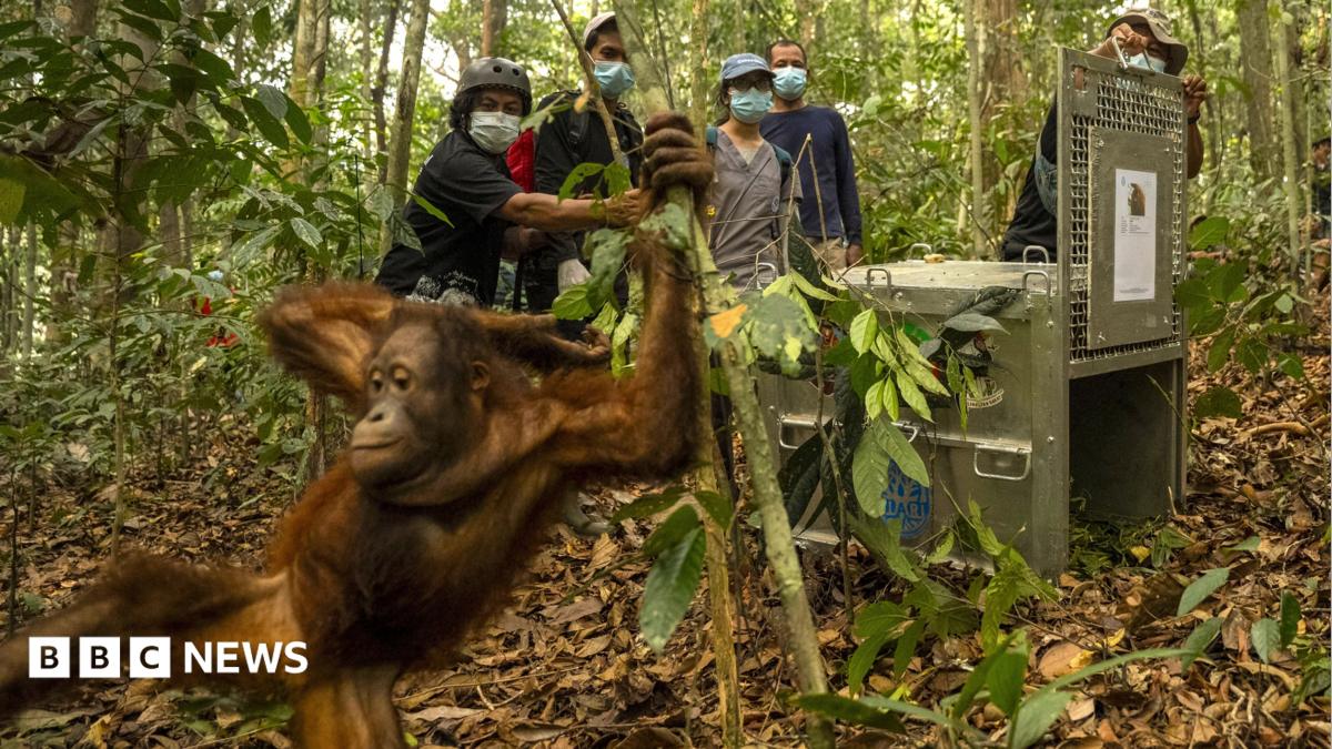 Rescued Orangutans Return to Borneo Forest After Wildfire Crisis